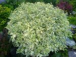 Дёрен Cornus alba &#039;Elegantissima&#039; 40-60 см
