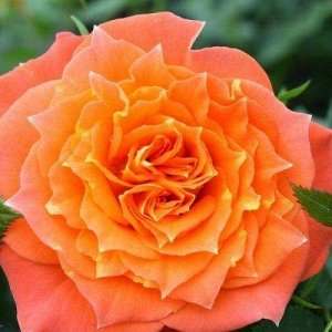Роза мандарин/чайно-гибридная