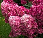 Гортензия метельчатая Fraise Melba / Фрайз Мельба