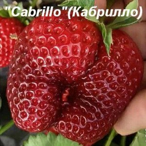 Cabrillo Клубника «Cabrillo» (Кабрилло)
Представляем Вам суперновинку - сорт «Кабрилло» нейтрального типа плодоношения (постоянно плодоносящий). Данный сорт хотят заполучить многие производители и люб