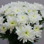 Хризантема Baltica White/ Балтика Уайт