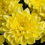 Хризантема Baltica Yellow / Балтика Йеллоу