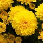 Хризантема Pompon Yellow / Помпон Йеллоу