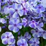 Флокс Гжель