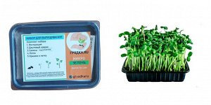 Микрозелень Подсолнечник (набор для выращивания)
