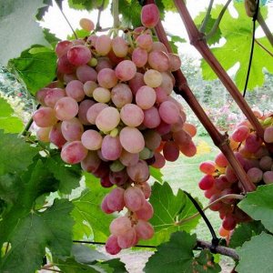 Виноград Нарма