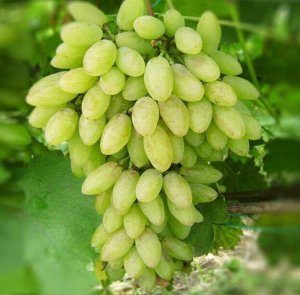 Виноград Тимур