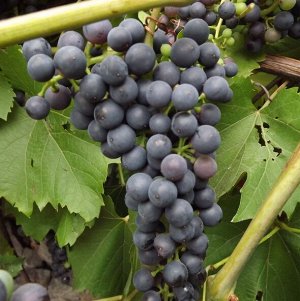 Виноград Черный жемчуг