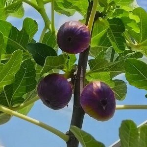 Инжир Абхазский фиолетовый