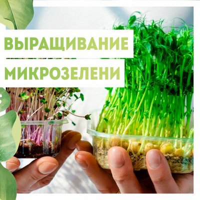 Нужная покупка👍 Сезон открыт — Наборы для выращивания микрозелени