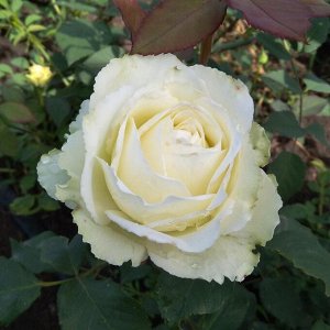 Роза тинеке/чайно-гибридная