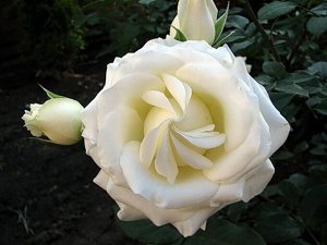 Роза боинг /чайно-гибридная