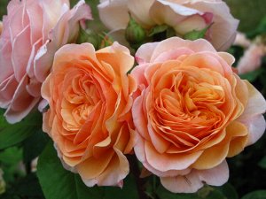 Роза чарльз остин/чайно-гибридная