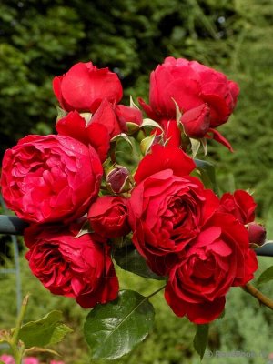 Роза флорентина/чайно-гибридная