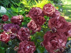 Роза брауни/плетистая