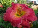 Лилейник   Great Mercies(Bell-T., 2007)(Enchanting Esmerelda x unknown)