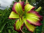 Лилейник Rose F. Kennedy (Doorakian, 2007) (Emerald Starburst х sdlg)