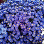 Астра новобельгийская Bengale
