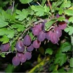 Крыжовник Челябинский слабошиповатый