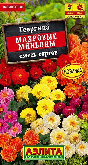 Георгина Махровые миньоны, смесь (Код: 89525)