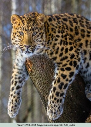 Фотообои Амурский леопард