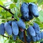 Жимолость Бакчарский великан, 3х летний саженец