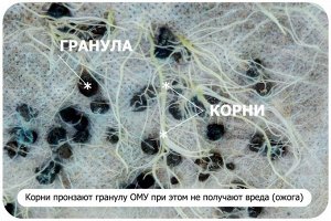 Клубника и Земляника, 2,5 кг, ОМУ, Буйские удобрения, органоминеральное удобрение для клубники и земляники
