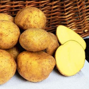 Картофель семенной Адретта, 3 кг.