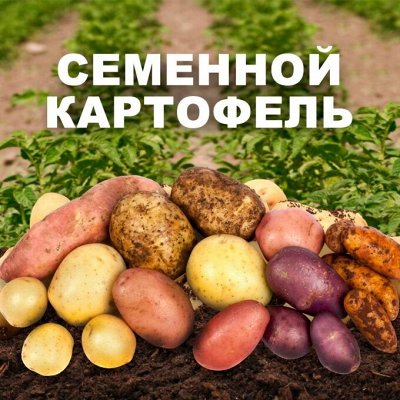 Семенной картофель от Хабаровского фермера п/о 30%