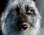 Алмазная мозаика 40х50 полная выкладка, круглые стразы. Рамка не выкладывается