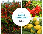 Кустарник. Айва японская. Хеномелес, Chaenomeles. Возраст 3 года, ОКС