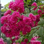 БРЕВУД БЕЛЛЬ (BREWOOD BELLE) Плетистая роза