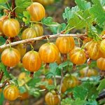Крыжовник Русский желтый
