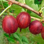 Крыжовник Сириус