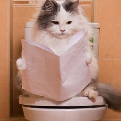 ПЕРВЫЙ Зоо Дискаунтер с самыми низкими ценами — Туалеты для кошек