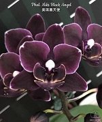 В20 Phal. Miki Black Angel