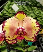 Орхидея фаленопсис Phal. Miki Crown &#039;16&#039; SM/TOGA