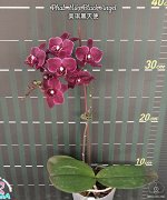 Phal. Miki Black Angel | Букетные, крупноцветковые и изысканные бабочки