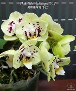 Орхидея фаленопсис  Phal. Miki Hydrangea &#039;562&#039;
