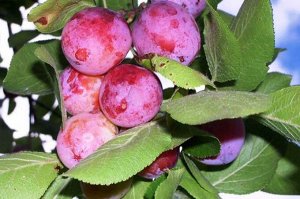 Сливо-вишневый гибрид Опата