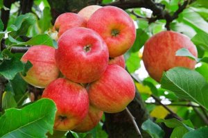 Дерево-сад яблоня Конфетное-Мельба-Апорт