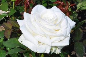 Роза Боинг Возраст саженца 1 год

Один из лучших сортов белых роз. Снежно-белый цвет, красивая форма бутона, большие размеры цветка делают её фаворитом. Один из лучших срезочных сортов – стебли длинны