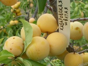 Слива "Хабаровская желтая", саженцы