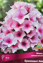 Флокс метельчатый Брилиант айз