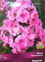 Флокс метельчатый виндзор