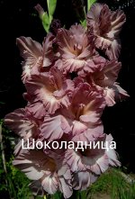 Шоколадница 1 разбор