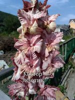 Кастор Экзотик 2 разбор.