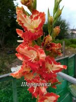 Шарманка 2 разбор.