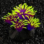 Декор для аквариума коралл Pyrostegia Ignea силиконовый, 8 х 8 х 9 см, фиолетовый
