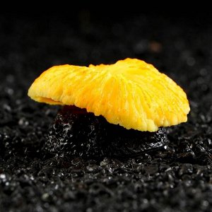 Декор для аквариума коралл "Пильчатый гриб", силиконовый, 5 х 2,5 см, оранжевый 7108818